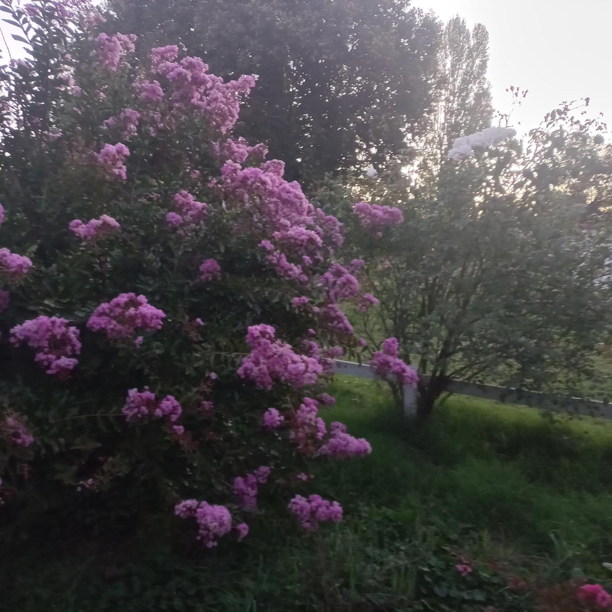 Rosa House * Pinto